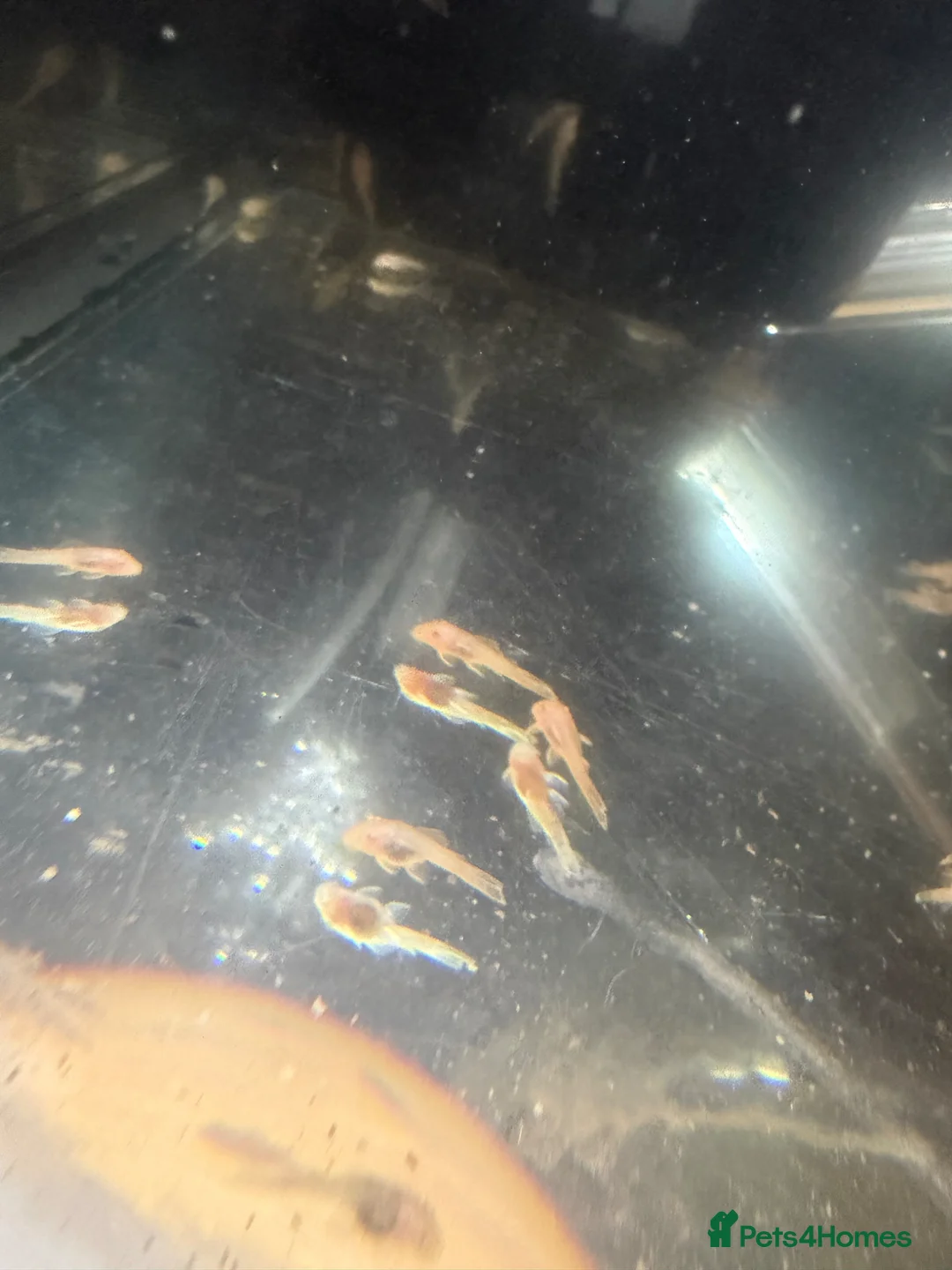 Plecos fish for sale: Albino bristle nose plec - Advert 2