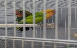 Lovebirds birds for sale: New Born Love Birds - Image 3