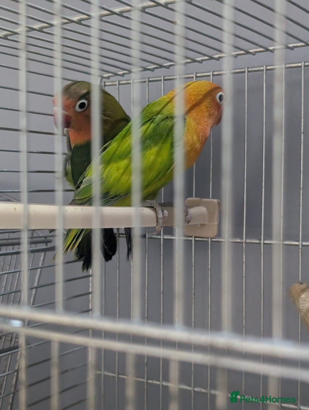 Lovebirds birds for sale: New Born Love Birds - Image 3