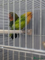 Lovebirds birds - Advert 1