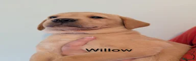 Labrador Retriever 5