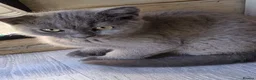 British Shorthair cats for sale: BRITISH SHORTHAIR KITTENS GCCF REGISTERED - Advert 8