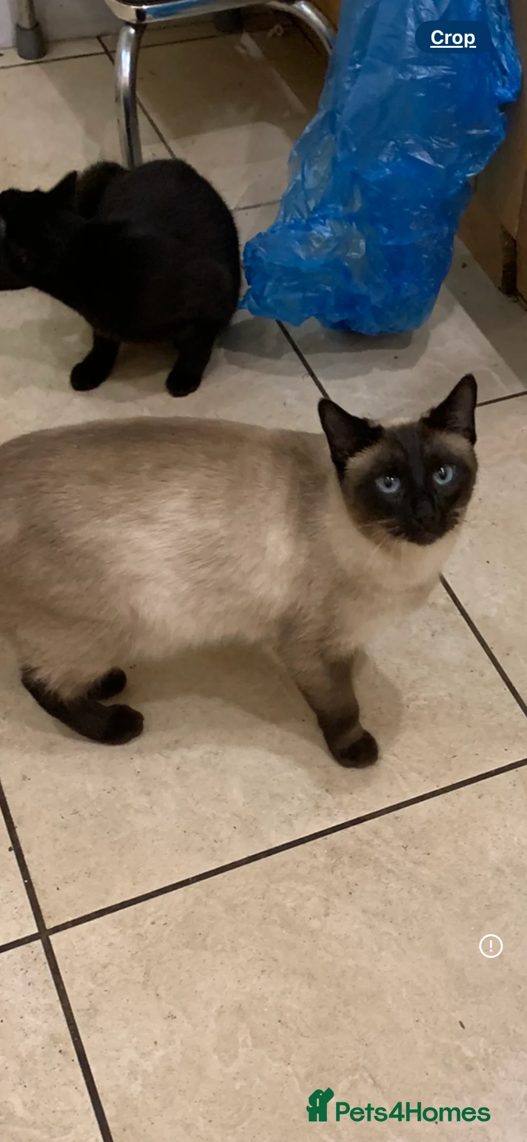 Bengal cats for sale: Female Netured Siamese  - Advert 2