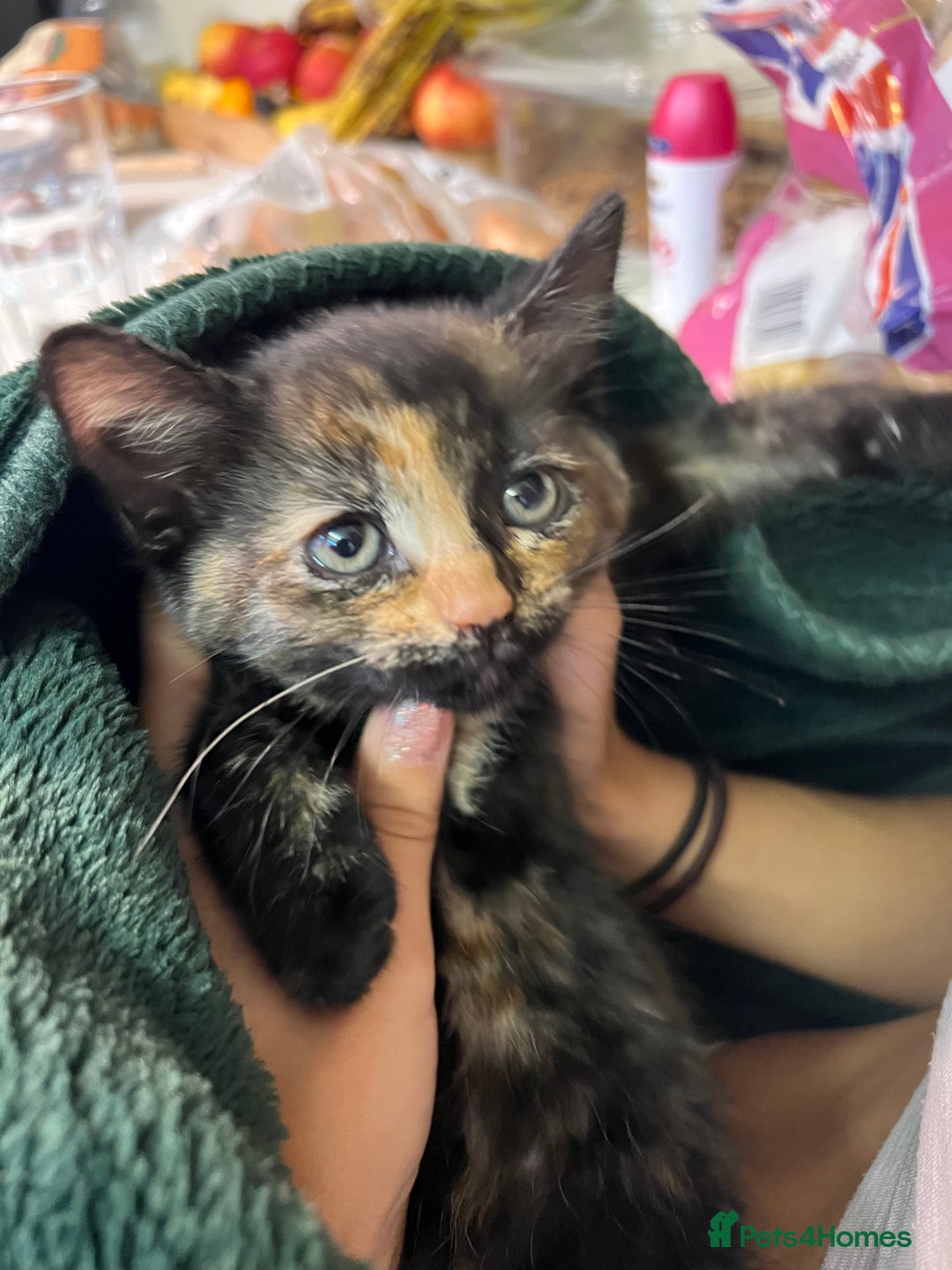 European cats for sale: Kittens looking for forever home - Image 2