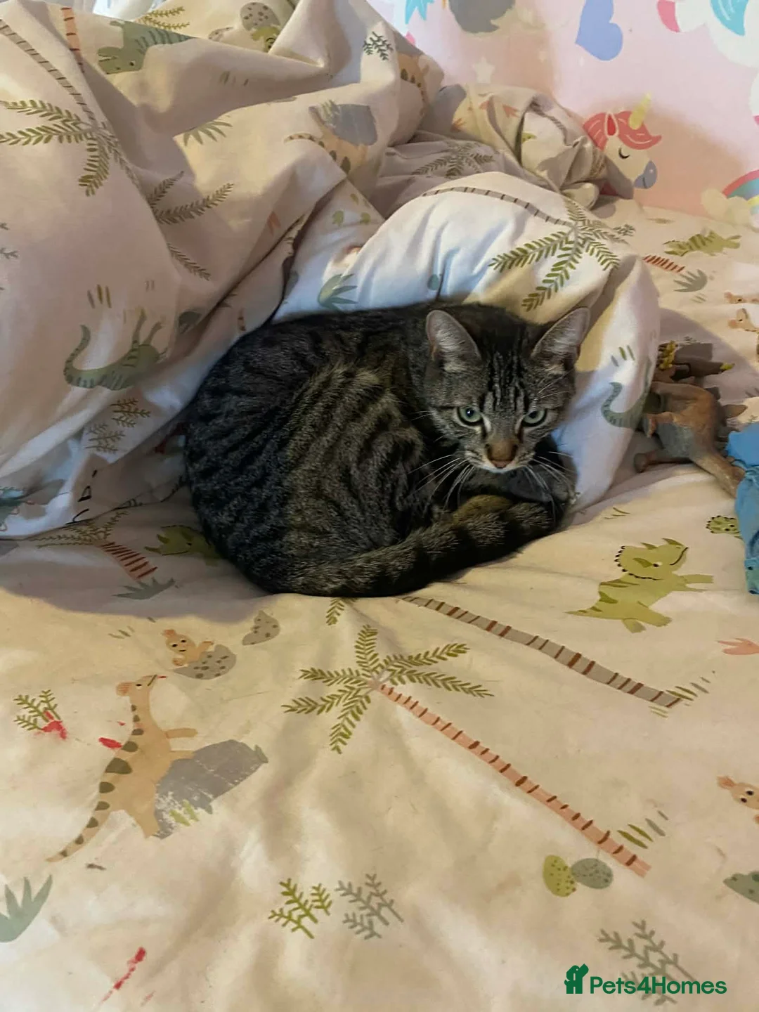 Mixed Breed cats for sale: 2 female kitten in Stockton-on-Tees - Advert 1