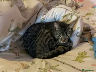 Mixed Breed cats 2 female kitten - Advert 1