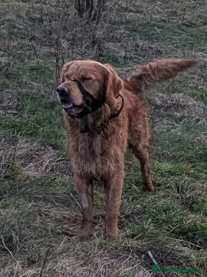 Golden Retriever dogs Catrigg macadamia (MAX) - Advert 1
