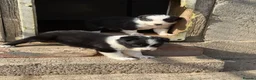 Border Collie dogs for sale: Gorgeous Border collie pups. KC registered.  - Advert 14