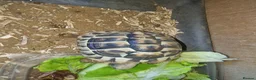 Tortoise reptiles for sale: Hermanns Tortoise  in Canterbury - Advert 3