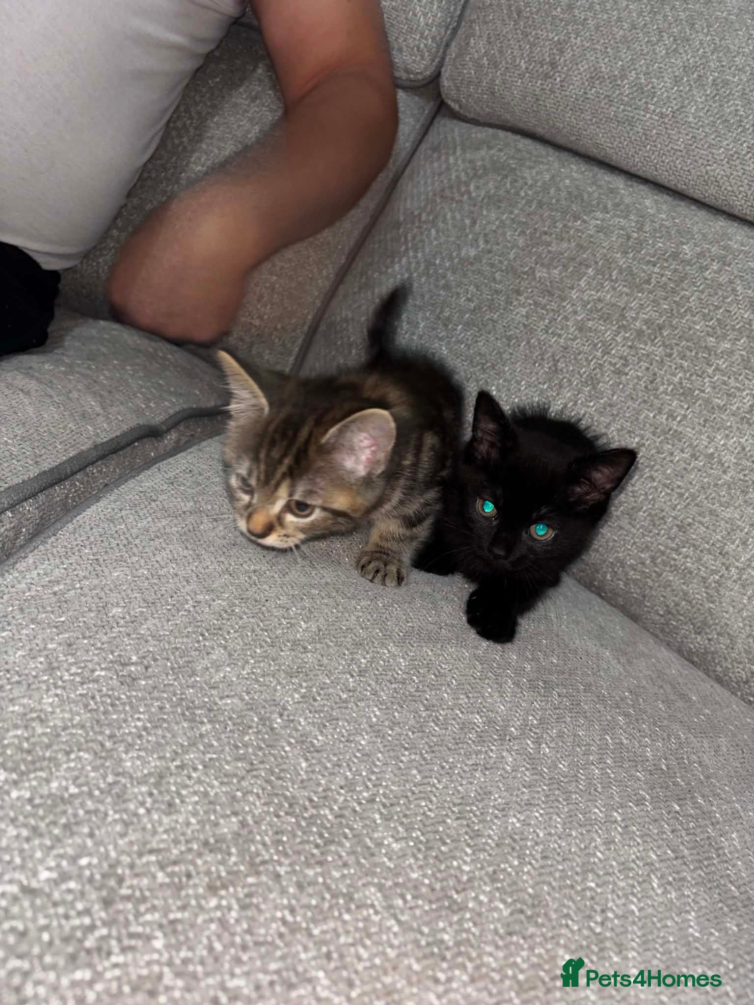Mixed Breed cats 2 kittens for sale - Advert 1