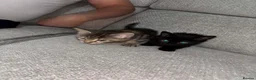 Mixed Breed cats for sale: 2 kittens for sale - Advert 1