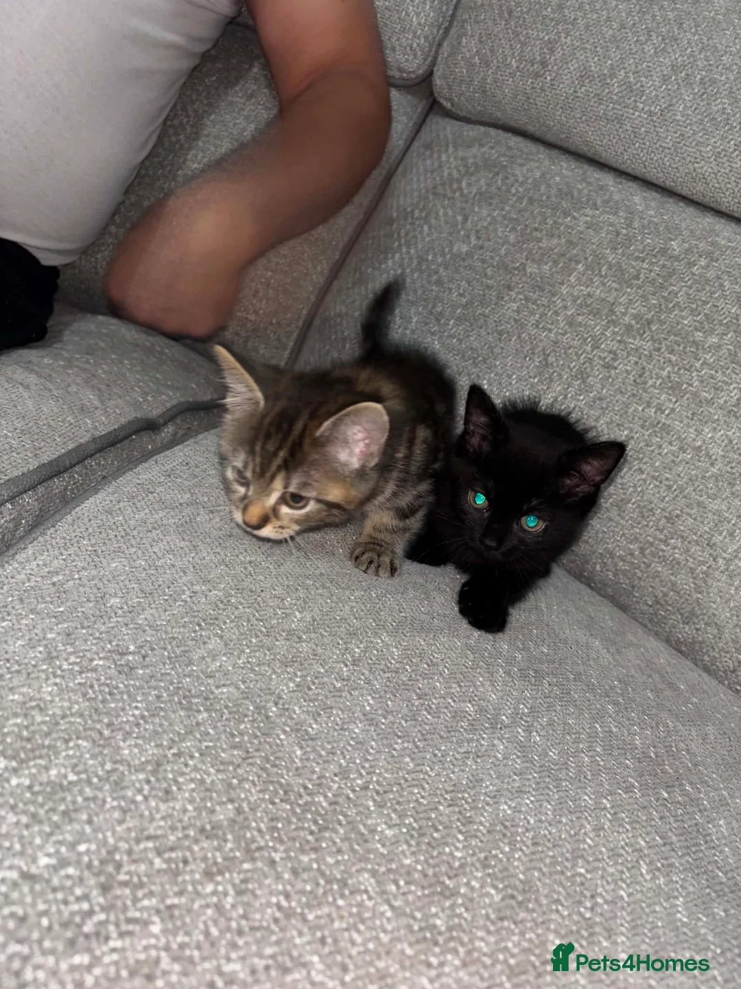 Mixed Breed cats for sale: 2 kittens for sale - Advert 1