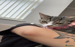 Domestic Shorthair cats for sale: Domestic shorthaird  - Image 2