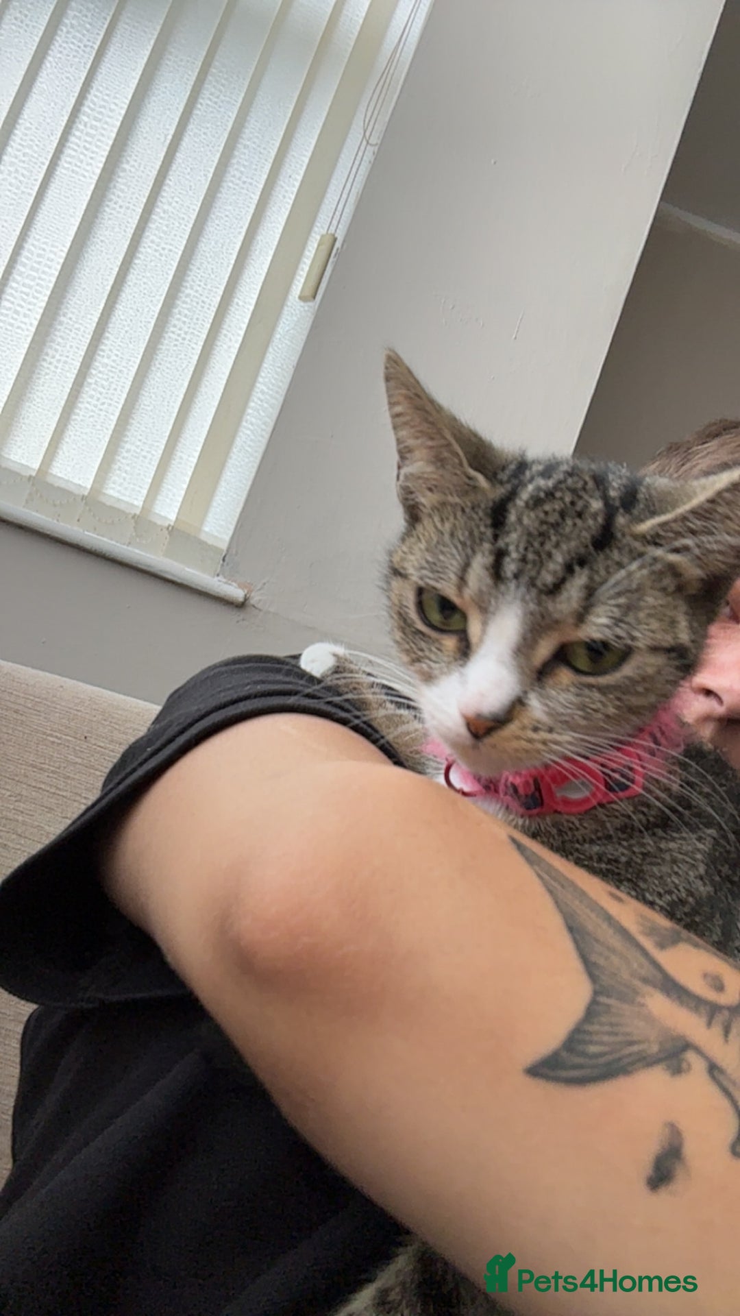 Domestic Shorthair cats for sale: Domestic shorthaird  - Image 2