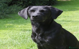Labrador Retriever dogs for sale: FTCH SIRED LABRADOR PUPS - Image 7