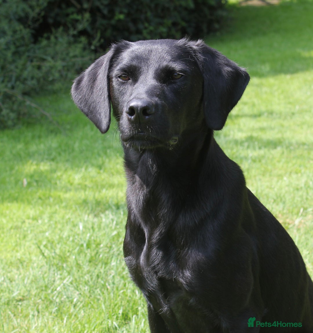 Labrador Retriever dogs for sale: FTCH SIRED LABRADOR PUPS - Image 7