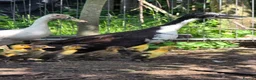 Waterfowl poultry for sale: 9 Runner hens and 1 Drake breeding/laying group  - Advert 5