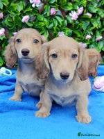 Dachshund dogs - Advert 10