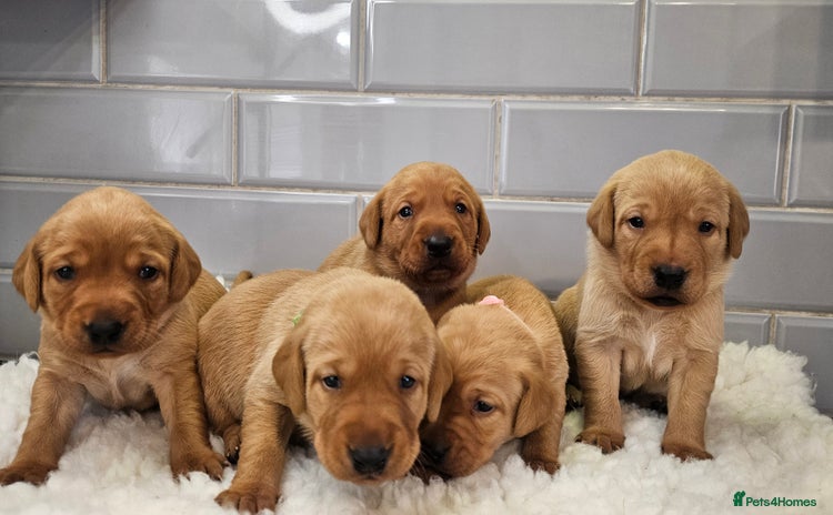 Labrador Retriever dogs - Advert 11