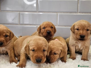 Labrador Retriever dogs - Advert 1