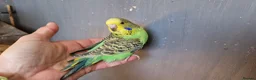 Budgerigars birds for sale: 3x 9 week old budgies ready now - Advert 10