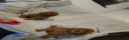 Cavapoo dogs for sale: 6 cavapoo pups ready to leave  - Advert 4