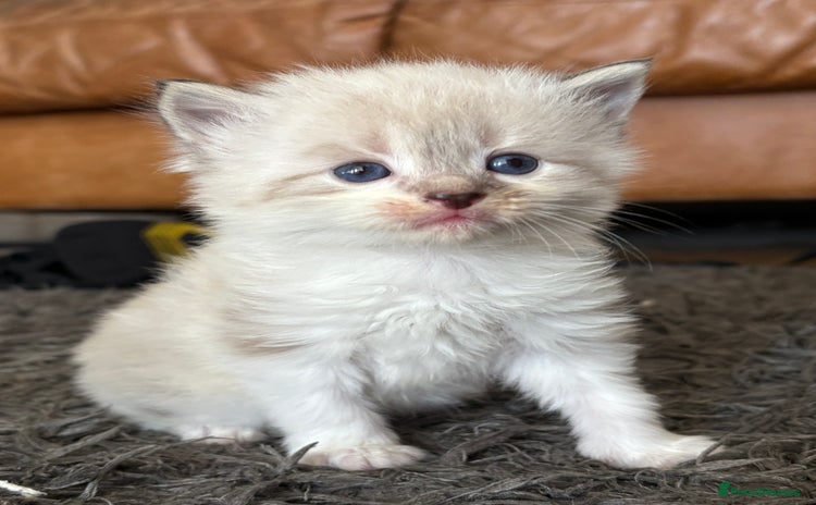Mixed Breed cats - Advert 8