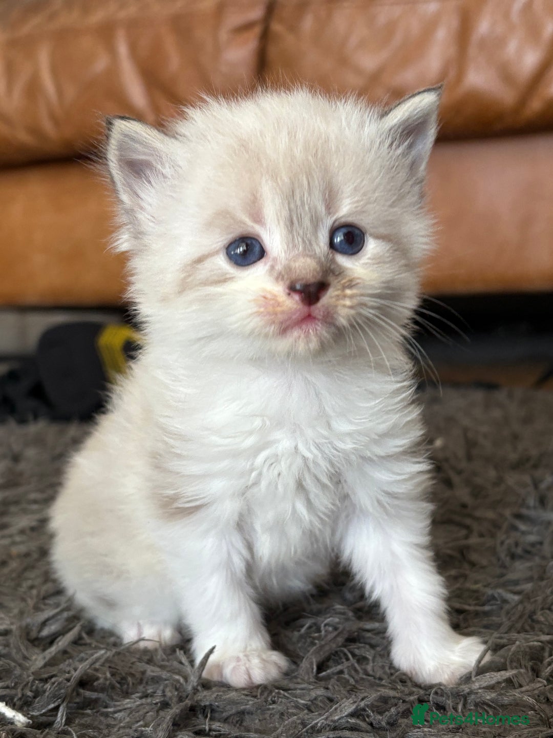 Mixed Breed cats for sale: Kittens - Image 1