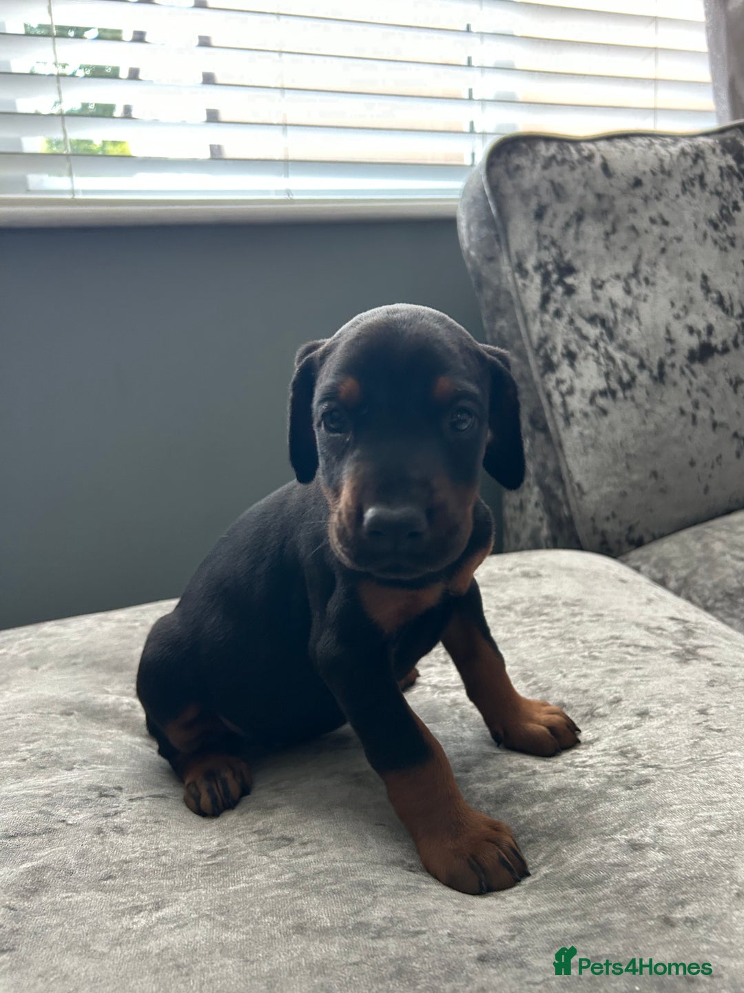 Dobermann dogs for sale: European Dobermans Ready in 2 weeks - Image 19