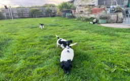 Cocker Spaniel dogs for sale: Cocker Spaniels - Image 17