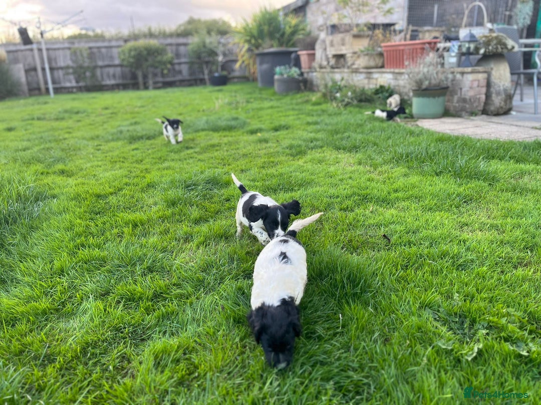 Cocker Spaniel dogs for sale: Cocker Spaniels - Image 17