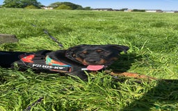 Rottweiler dogs for sale: 3 year old Rottweiler Female - Image 8