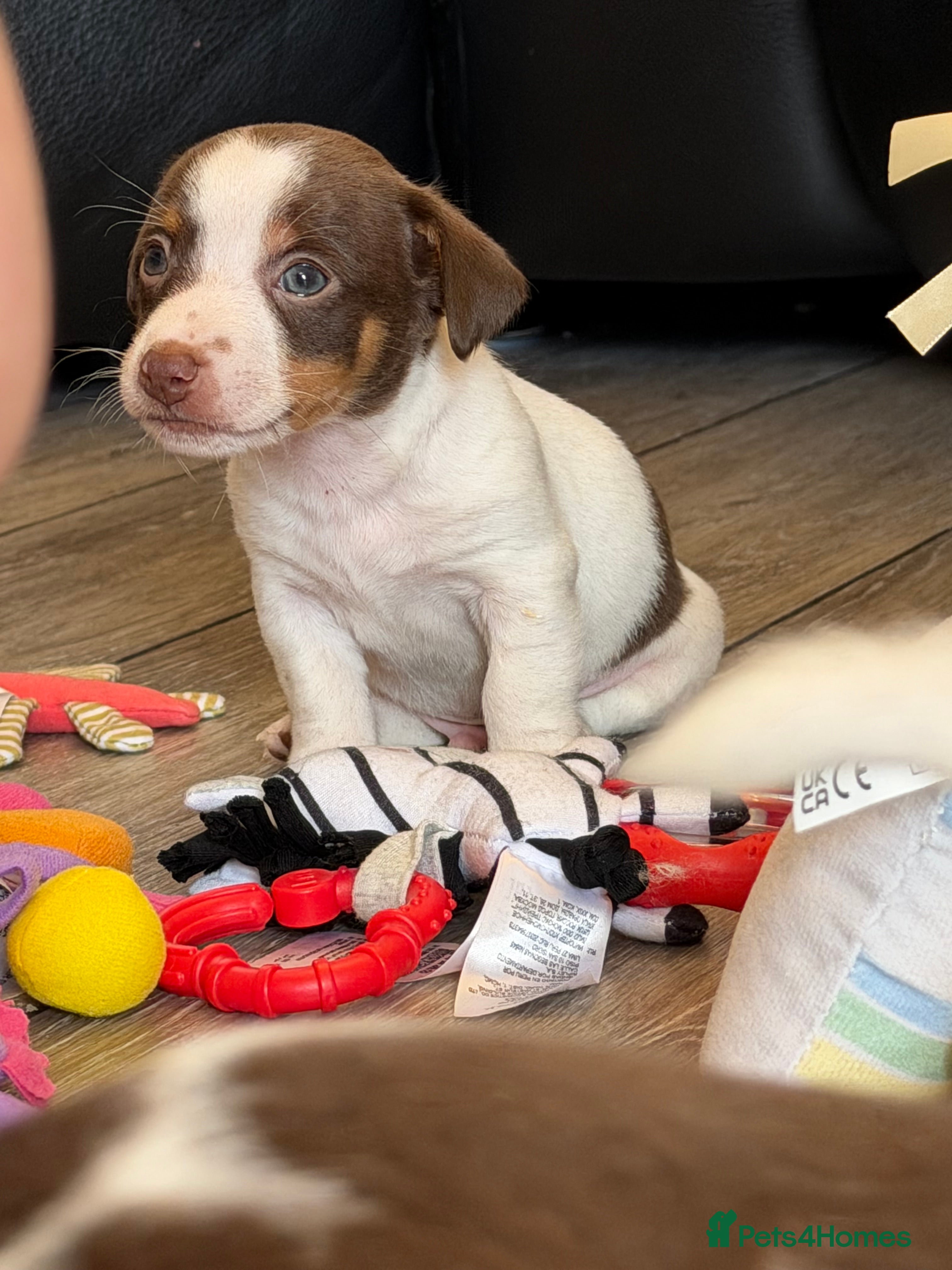 Jack Russell dogs DONJACKS - fully health tested miniature puppies  - Advert 9