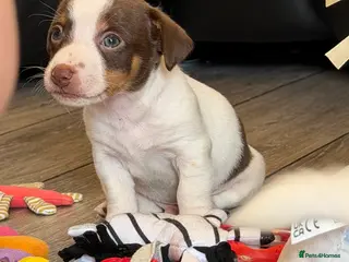 Jack Russell dogs DONJACKS - fully health tested miniature puppies - Advert 9