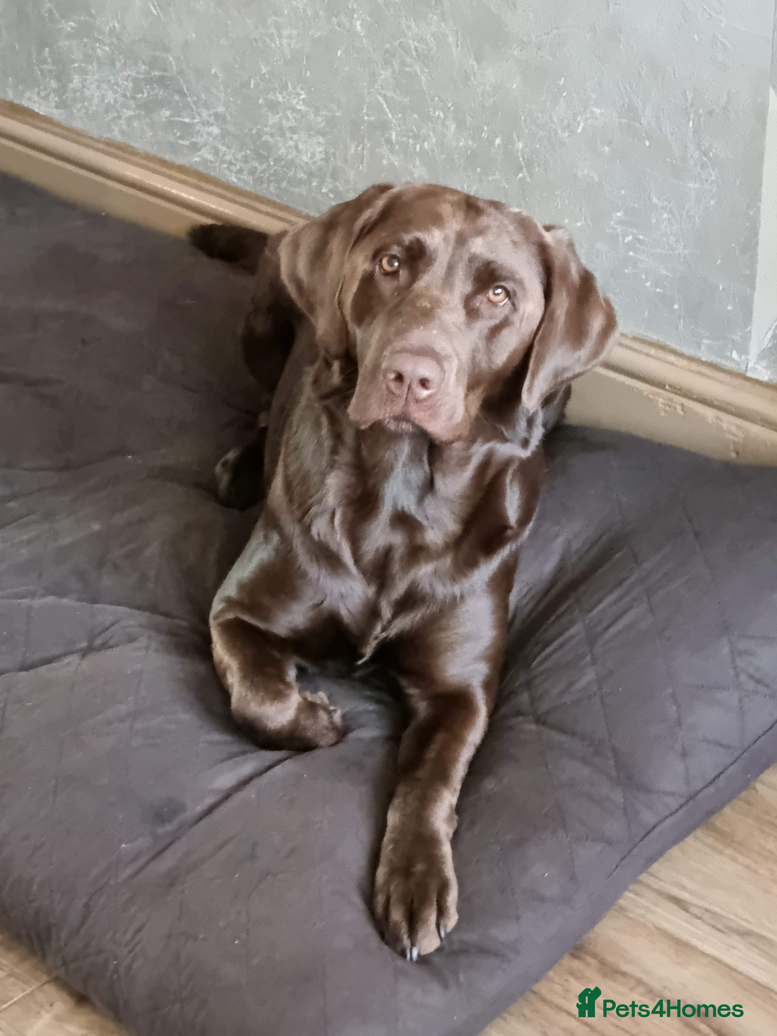 Labrador Retriever dogs Sold !!! - Advert 4