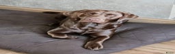 Labrador Retriever dogs for sale: Chunky, healthy Chocolate and Silver puppies!!! - Advert 2
