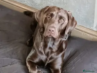 Labrador Retriever dogs Sold !!! - Advert 4