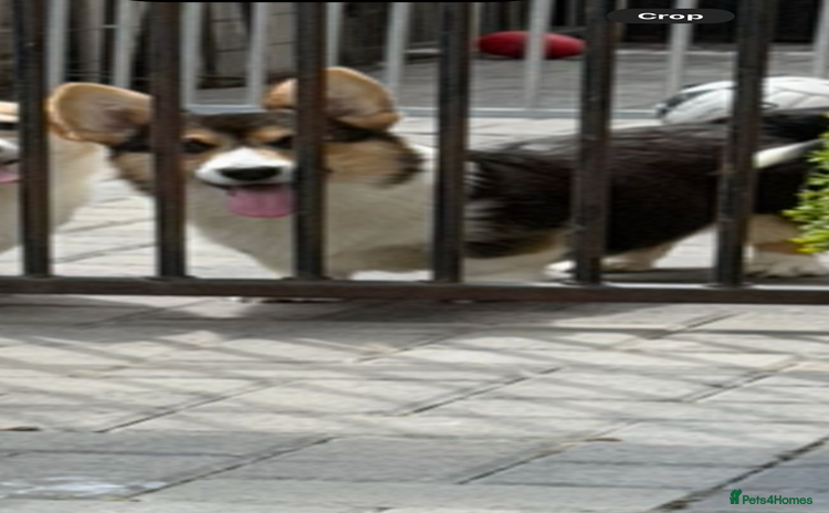 Welsh Corgi Pembroke dogs - Advert 1