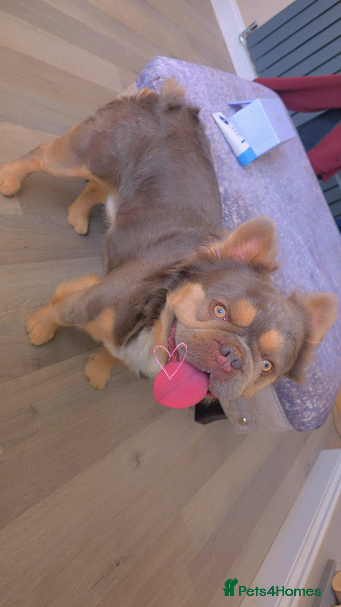 French Bulldog dogs FULL FLUFFY FRENCH BULLDOG STUD🦁 in Chester - Advert 1