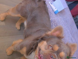 French Bulldog dogs in Chester - Advert 9