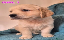 Golden Retriever dogs for sale: Show type Golden Retrievers health tested parents - Image 33