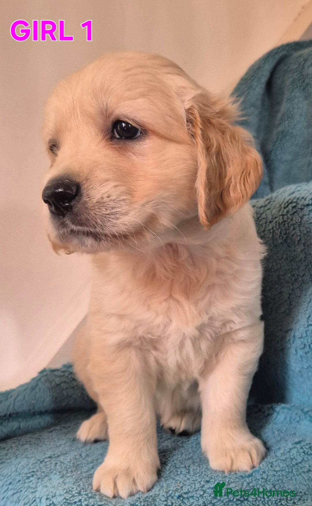 Golden Retriever dogs for sale: Show type Golden Retrievers health tested parents - Image 33