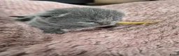 British Shorthair cats for sale: British shorthair/longhair - Advert 9