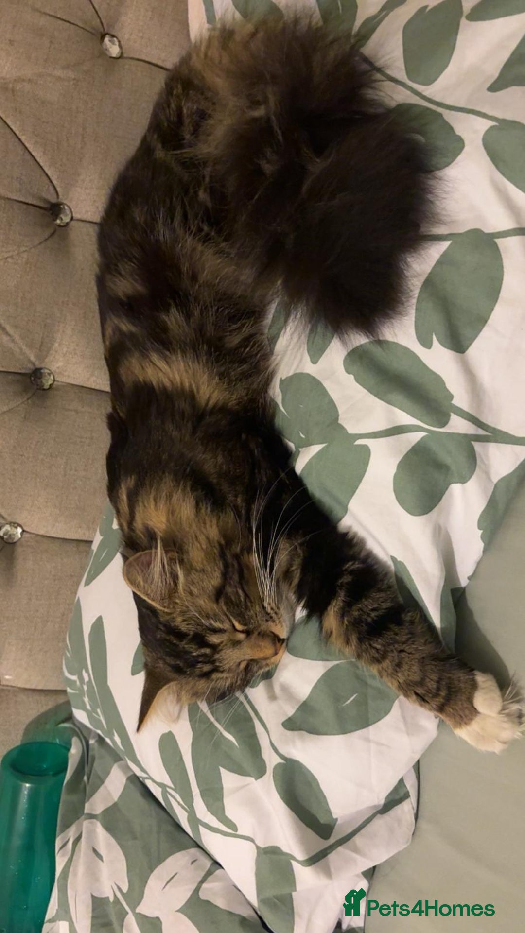 Maine Coon cats for sale: Casper  - Image 12