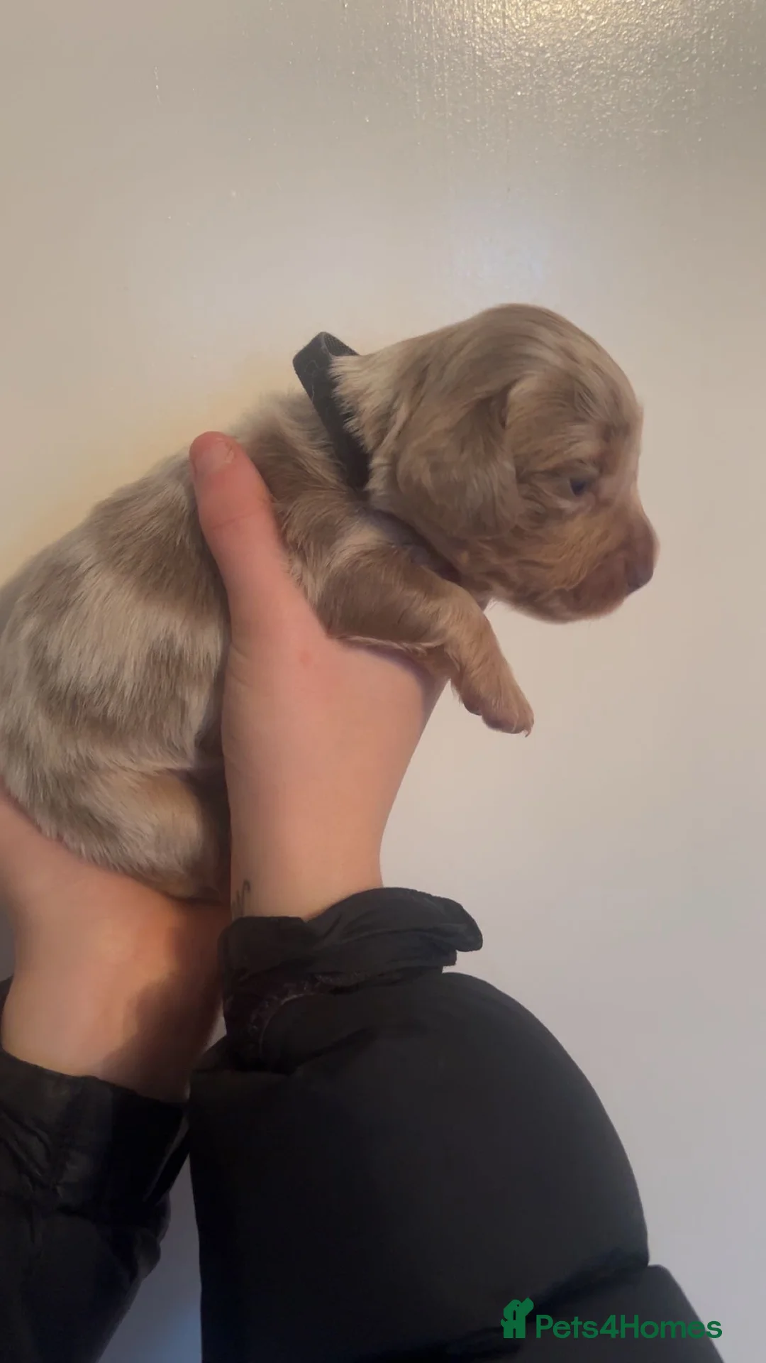 Miniature Dachshund dogs for sale: ‼️ LAST 3 READY TO LEAVE NOW ‼️ - Advert 10