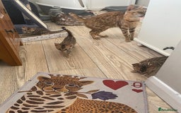 Bengal cats for sale: Beautiful 💜 Health tested TICA Bengal kittens  - Image 13