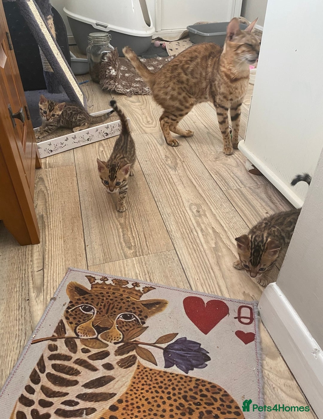 Bengal cats for sale: Beautiful 💜 Health tested TICA Bengal kittens  - Image 13