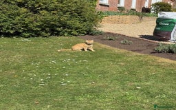 Mixed Breed cats for sale: Tiger is looking for a new loving home - Image 6