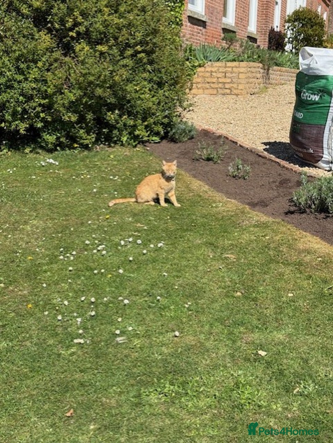 Mixed Breed cats for sale: Tiger is looking for a new loving home - Image 6