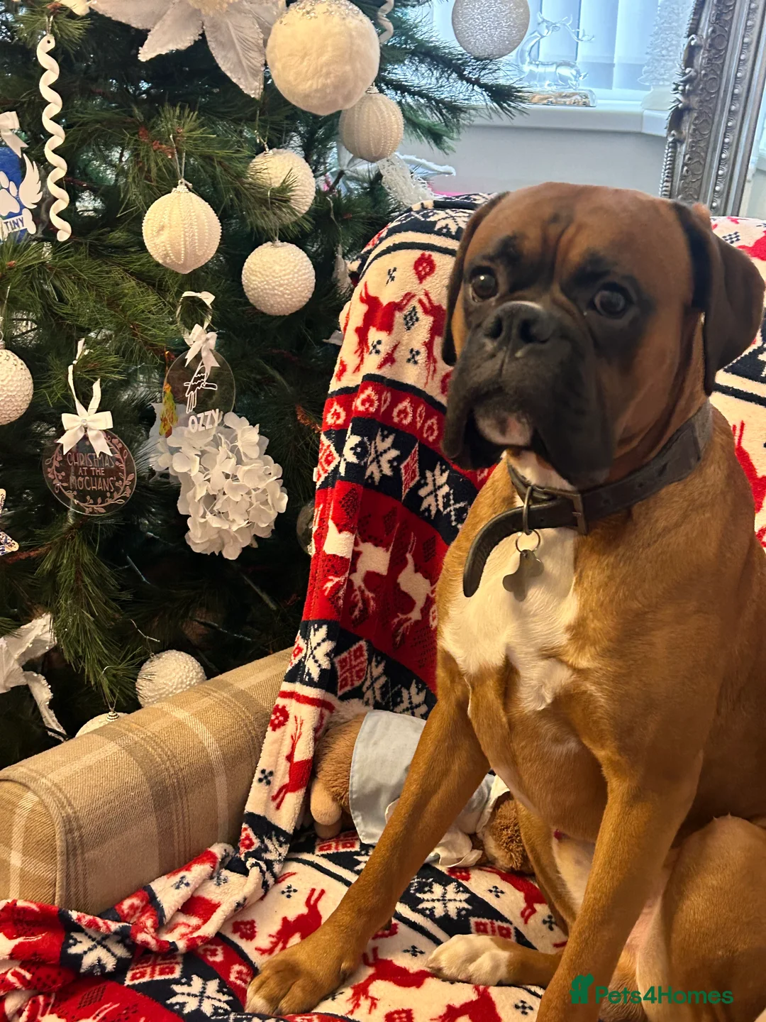 Boxer dogs for stud: Proven Handsome KC reg boxer-Heart score 0 in Tredegar - Advert 10